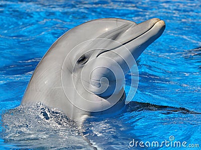 Bottle Nosed Dolphin Stock Photo