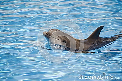 Bottle nosed dolphin Stock Photo