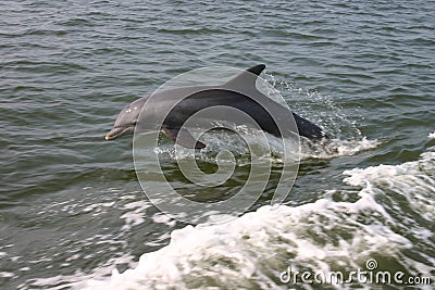 Bottle-Nosed Dolphin Stock Photo