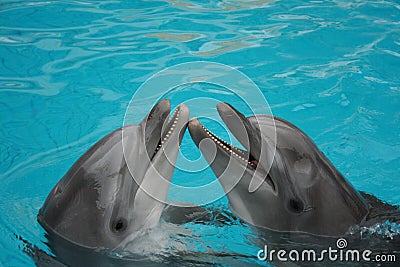 Bottle nosed dolphins Stock Photo