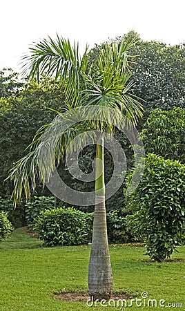 Bottle palm in Delhi park Stock Photo