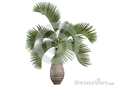 Bottle Palm (Hyophorbe lagenicaulis) Stock Photo