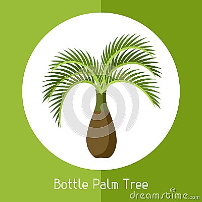 Bottle palm tree. Illustration of exotic tropical plant Vector Illustration