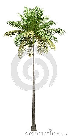 Bottle palm tree isolated on white Stock Photo