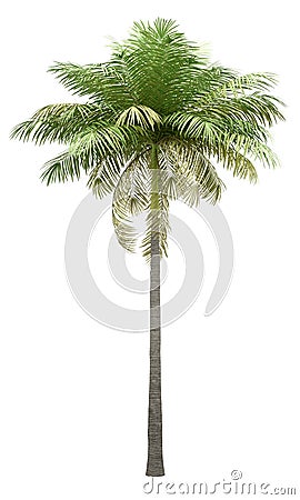 Bottle palm tree isolated on white Stock Photo