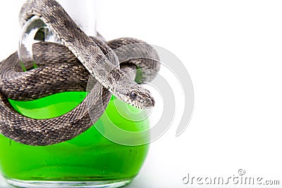 The bottle of poison twisted with a snake-focused Stock Photo