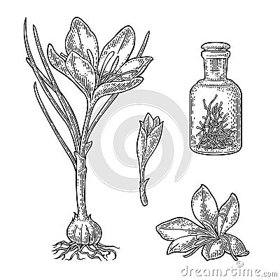 Bottle with saffron dry threads. Plant with flower and corms. Engraving Vector Illustration