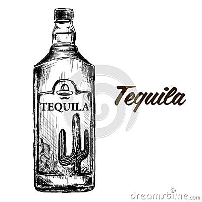 Bottle of tequila with lime and glass. painted by hand Vector Illustration