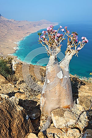 Bottle tree - adenium obesum Stock Photo