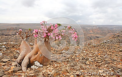 Bottle tree - adenium obesum Stock Photo