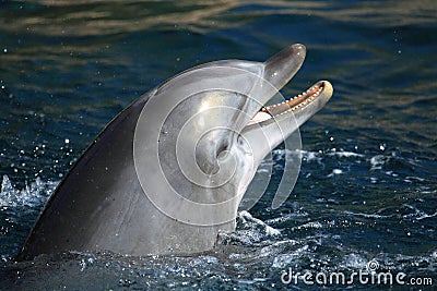 Bottlenose dolphin Stock Photo