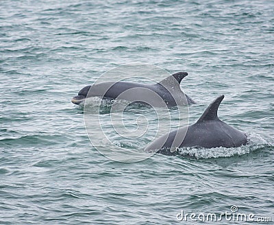 Bottlenose dolphin dolphins Stock Photo