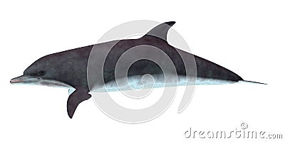 Bottlenose Dolphin Side Profile Stock Photo