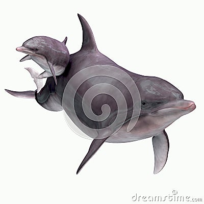 Bottlenose Dolphin Mother and Baby Stock Photo