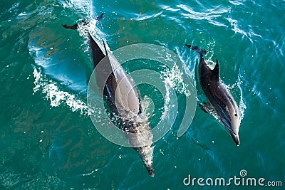 Bottlenose Dolphin Mother and Calf Stock Photo