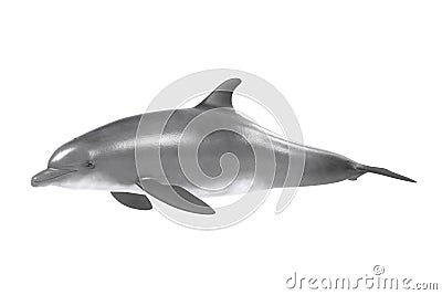 Bottlenose dolphin Stock Photo