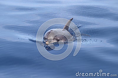 Bottlenose dolphin Tursiops truncatus in the wild. Stock Photo