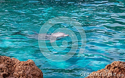 Bottlenosed Dolphin Swimming in Water Close to Rocks Stock Photo