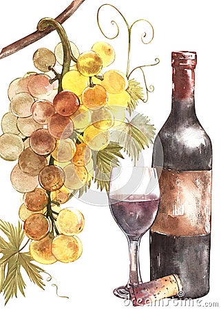 Bottles and glasses of wine and assortment of grapes, isolated on white. Hand drawn watercolor illustration. Cartoon Illustration