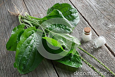 Homeopathic globules and Plantain. Homeopathy medicine. Top view. Stock Photo