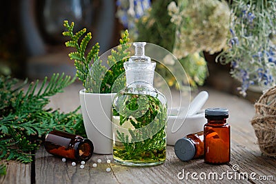 Bottles of homeopathic globules, Thuja infusion, Thuja occidentalis plant and mortar. Homeopathy. Stock Photo