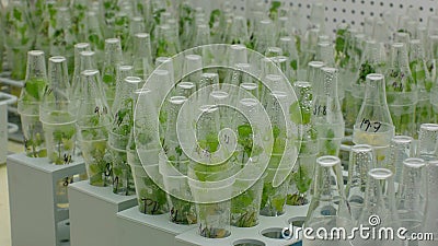Bottles tube laboratory genetic test research scientist medical plants capsicum red pepper medicinal purposes, growth chamber in Stock Photo