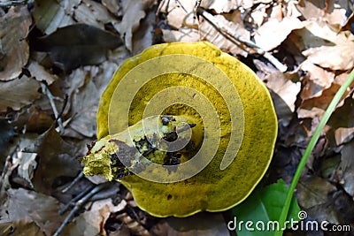 Bottom Cap of Ornate-stalked Bolete Mushroom Stock Photo