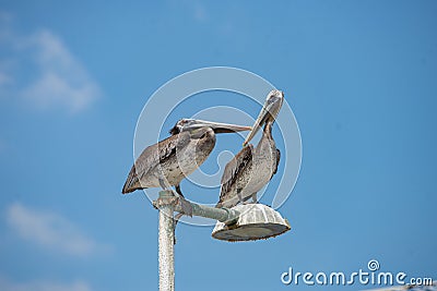 Bottom closeup view of two American brown pelicans perched on street lamp under blue sky Stock Photo