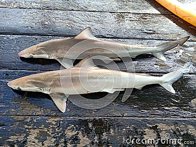 Dead Shark caught and killed by trawling Stock Photo