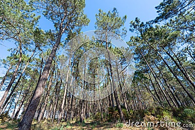 bottom-up point of view of tall wild pine trees Stock Photo