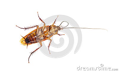 Bottom view of a American cockroach, Periplaneta americana, isolated on white Stock Photo