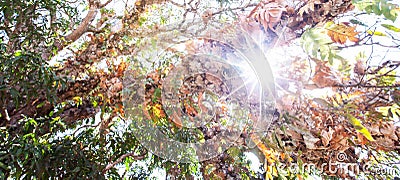 Bottom view of the branches of old tree at sunrise, fantastic tropical plants in the branches of ancient tree, bright morning sun Stock Photo