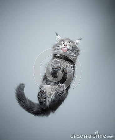 Bottom view of cute kitten licking glass table Stock Photo