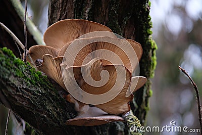 Bottom view of a huge older brown oyster mushroom (hiratake) growing on a white willow trunk covered with moss. Stock Photo