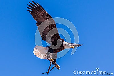 Bottom view of landing of Bald eagle during prey bird show, Gran Canaria Palmitos park, Spain Stock Photo