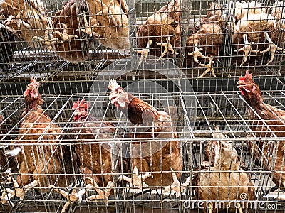 Bottom view, layer hen chickens in battery wire cages system house Stock Photo