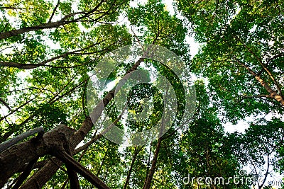 bottom view of mangrove tree in jungle and lighting of morning.forest and environment concept Stock Photo