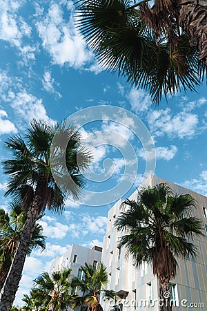 Palm trees in the city Stock Photo