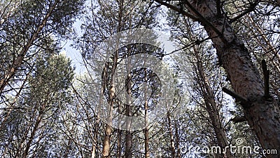 Bottom view of pine tree in forest. Big and tall pine tree when looking up. Large tree with forked branches. Tree in Stock Photo