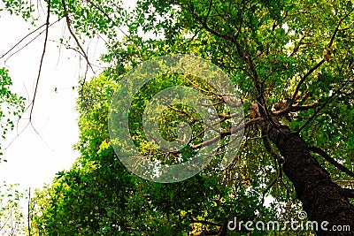 bottom view of Resak Tembaga tree in jungle and lighting of morning.forest and environment concept Stock Photo