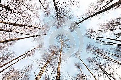 Bottom view of the sky in the forest Stock Photo