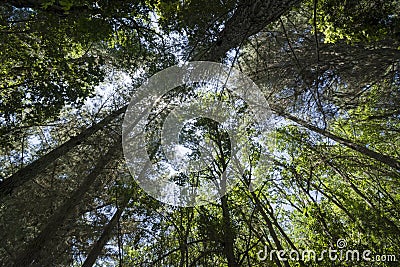 Tall, imposing trees viewed from below. Stock Photo