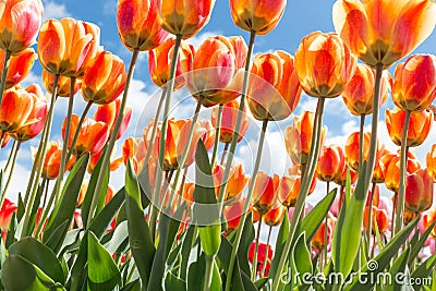 Bottom view transparant orange and yellow tulips with blue sky b Stock Photo