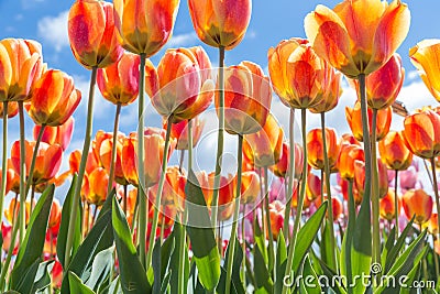 Bottom view transparant orange and yellow tulips with blue sky b Stock Photo