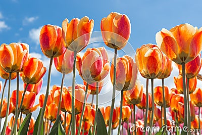 Bottom view transparant orange and yellow tulips with blue sky b Stock Photo