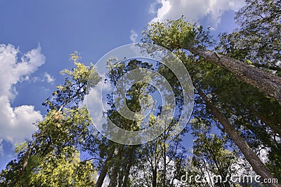 Bottom view of trees on Mount Rinjani Stock Photo