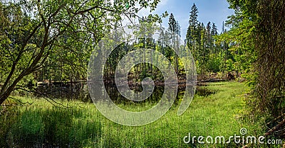 Boubin lake, primeval forest, Bohemian Forest National Park. Stock Photo