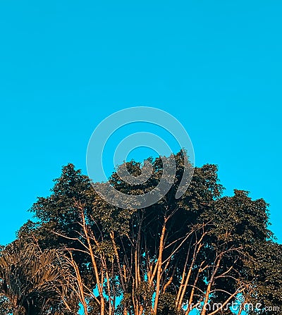 Blue Forest Stock Photo