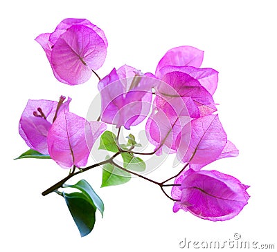 Bougainvillea Stock Photo