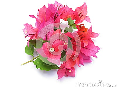 Bougainvillea Stock Photo